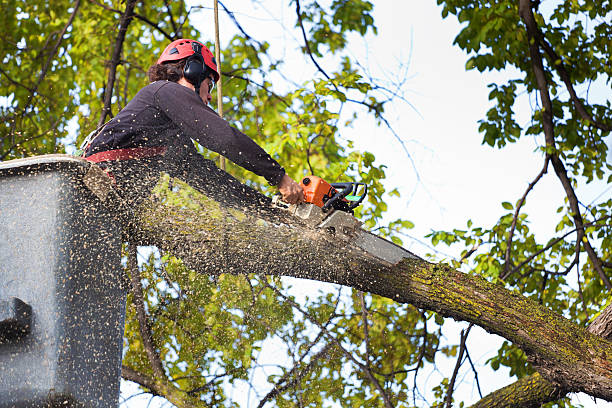 Best Lawn Dethatching  in USA